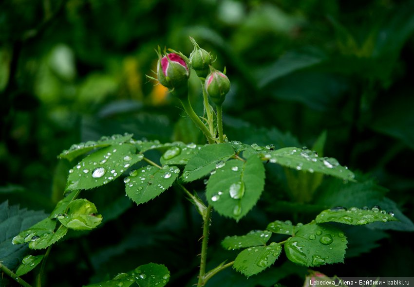 Цветы после грозы — Болталка и разговоры обо всем: жизнь (фото 3)