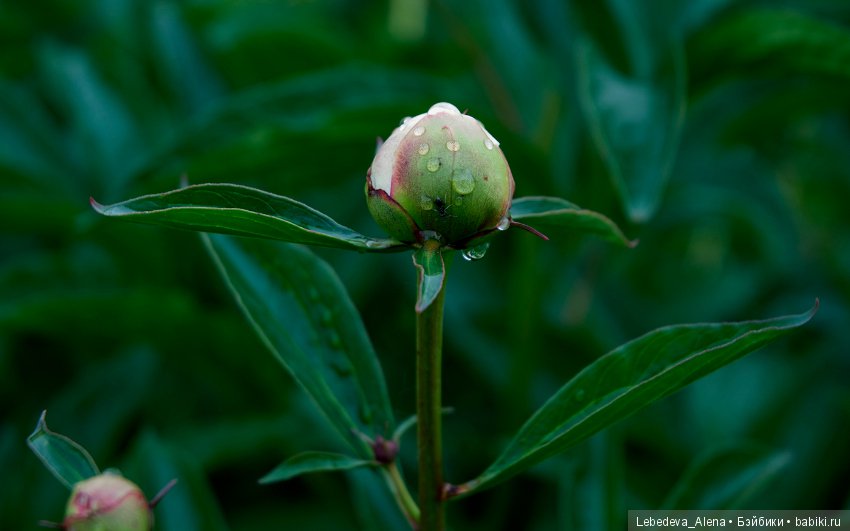 Цветы после грозы — Болталка и разговоры обо всем: жизнь (фото 10)