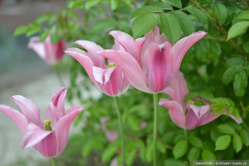 Мои любимые кайешки. Мисси и Талиска