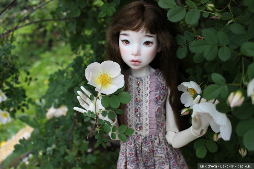 Пройдёмте в сад, я покажу Вас розам! Дикие розы и Файлин. Мой фотогербарий