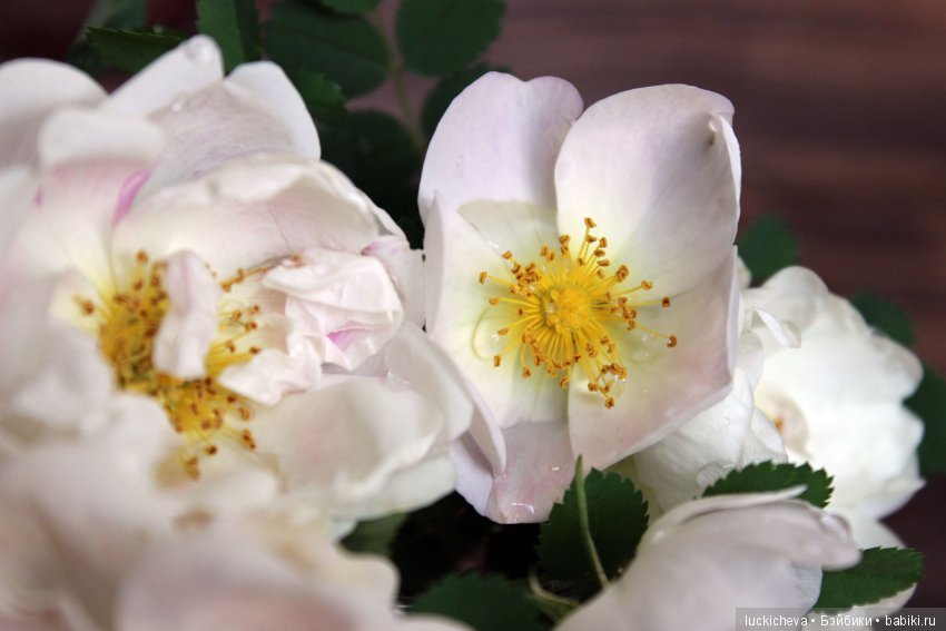 Пройдёмте в сад, я покажу Вас розам! Дикие розы и Файлин. Мой фотогербарий (фото 6)