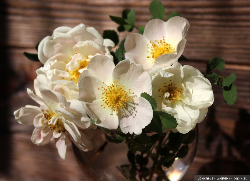 Пройдёмте в сад, я покажу Вас розам! Дикие розы и Файлин. Мой фотогербарий