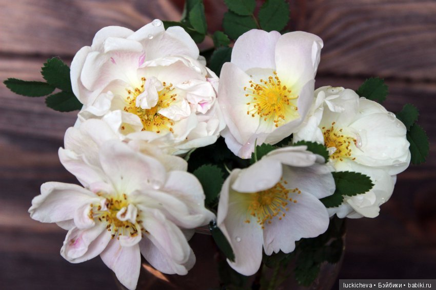 Пройдёмте в сад, я покажу Вас розам! Дикие розы и Файлин. Мой фотогербарий (фото 8)