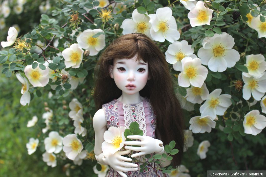 Пройдёмте в сад, я покажу Вас розам! Дикие розы и Файлин. Мой фотогербарий