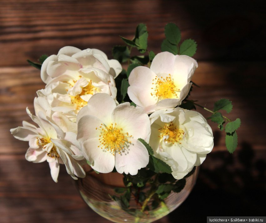 Пройдёмте в сад, я покажу Вас розам! Дикие розы и Файлин. Мой фотогербарий