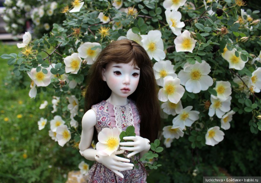 Пройдёмте в сад, я покажу Вас розам! Дикие розы и Файлин. Мой фотогербарий