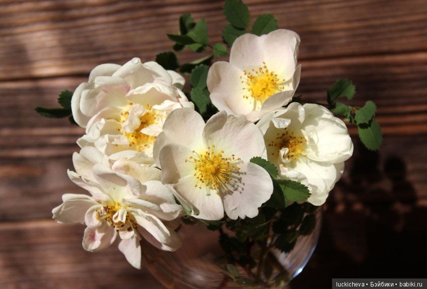 Пройдёмте в сад, я покажу Вас розам! Дикие розы и Файлин. Мой фотогербарий (фото 9)