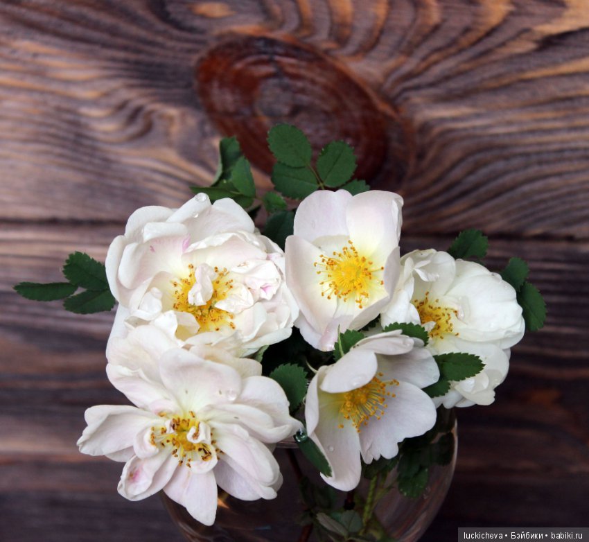 Пройдёмте в сад, я покажу Вас розам! Дикие розы и Файлин. Мой фотогербарий (фото 2)