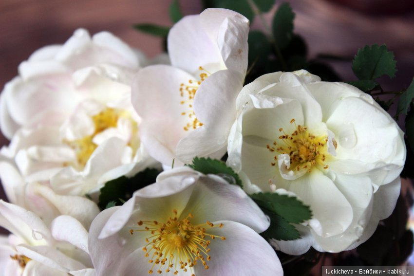 Пройдёмте в сад, я покажу Вас розам! Дикие розы и Файлин. Мой фотогербарий (фото 7)