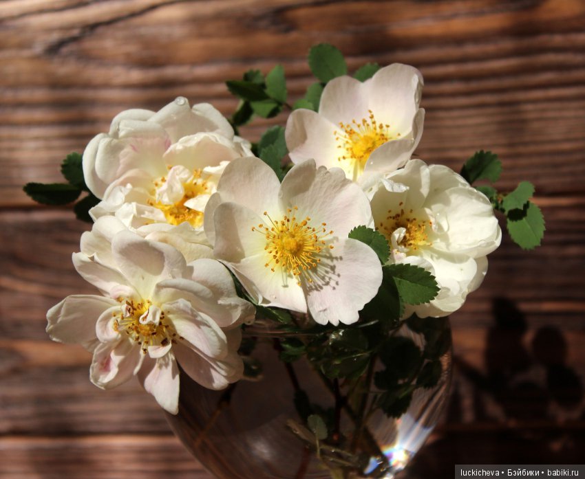 Пройдёмте в сад, я покажу Вас розам! Дикие розы и Файлин. Мой фотогербарий