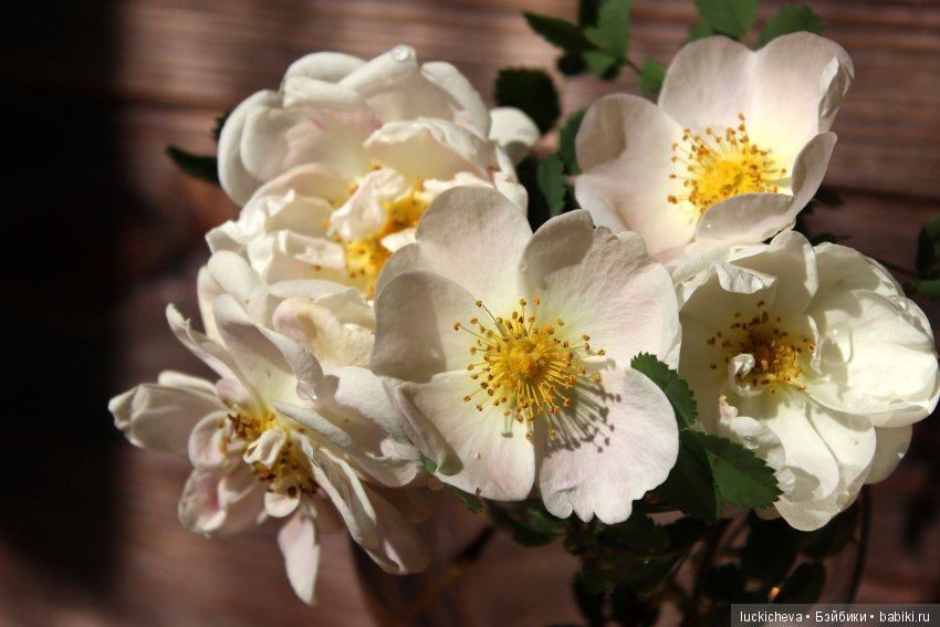 Пройдёмте в сад, я покажу Вас розам! Дикие розы и Файлин. Мой фотогербарий