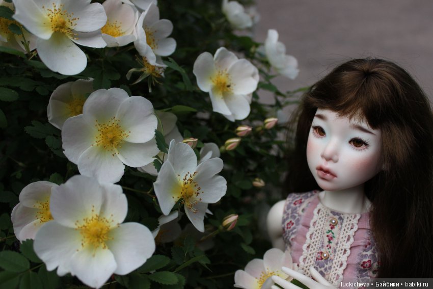 Пройдёмте в сад, я покажу Вас розам! Дикие розы и Файлин. Мой фотогербарий