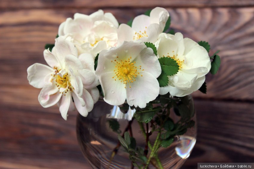 Пройдёмте в сад, я покажу Вас розам! Дикие розы и Файлин. Мой фотогербарий (фото 3)