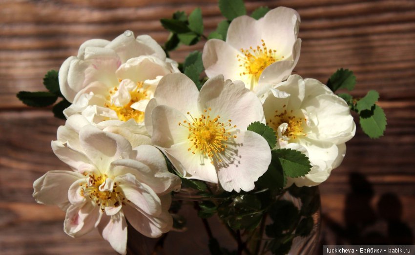 Пройдёмте в сад, я покажу Вас розам! Дикие розы и Файлин. Мой фотогербарий (фото 10)