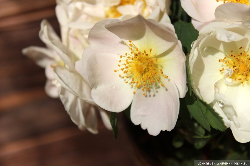 Пройдёмте в сад, я покажу Вас розам! Дикие розы и Файлин. Мой фотогербарий