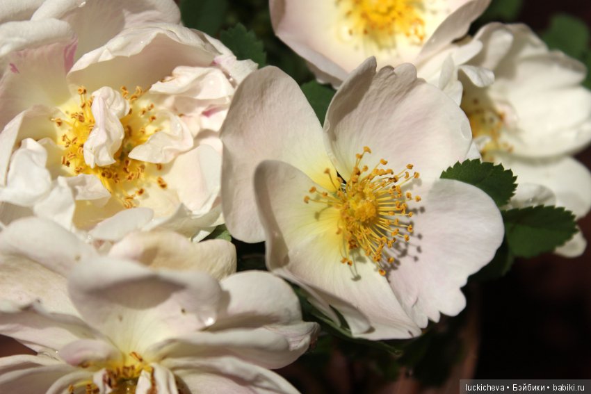 Пройдёмте в сад, я покажу Вас розам! Дикие розы и Файлин. Мой фотогербарий