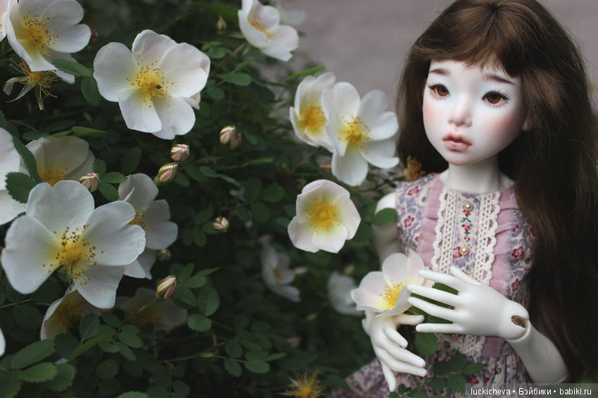 Пройдёмте в сад, я покажу Вас розам! Дикие розы и Файлин. Мой фотогербарий