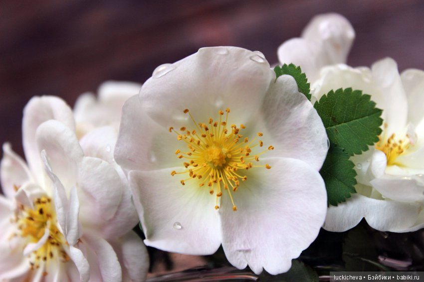 Пройдёмте в сад, я покажу Вас розам! Дикие розы и Файлин. Мой фотогербарий (фото 5)