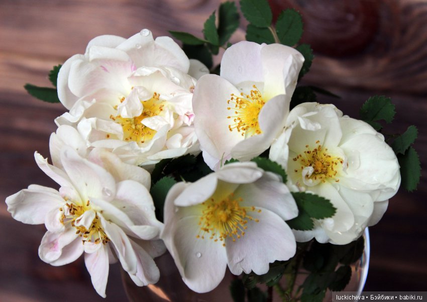 Пройдёмте в сад, я покажу Вас розам! Дикие розы и Файлин. Мой фотогербарий