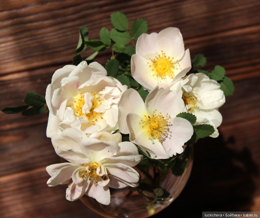 Пройдёмте в сад, я покажу Вас розам! Дикие розы и Файлин. Мой фотогербарий