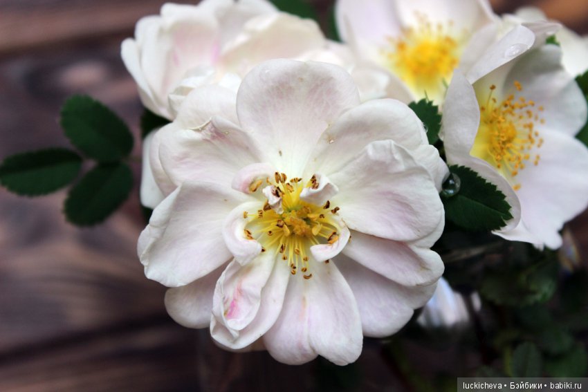 Пройдёмте в сад, я покажу Вас розам! Дикие розы и Файлин. Мой фотогербарий (фото 4)