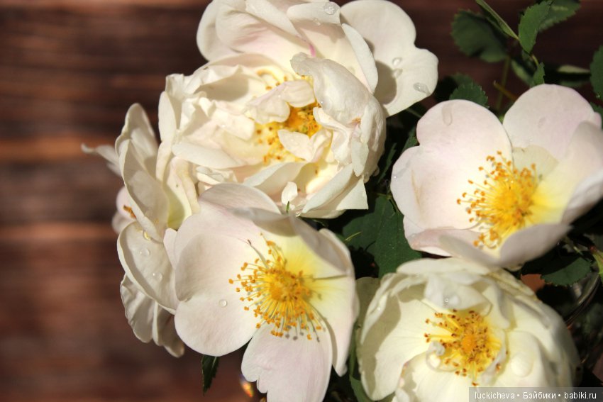 Пройдёмте в сад, я покажу Вас розам! Дикие розы и Файлин. Мой фотогербарий