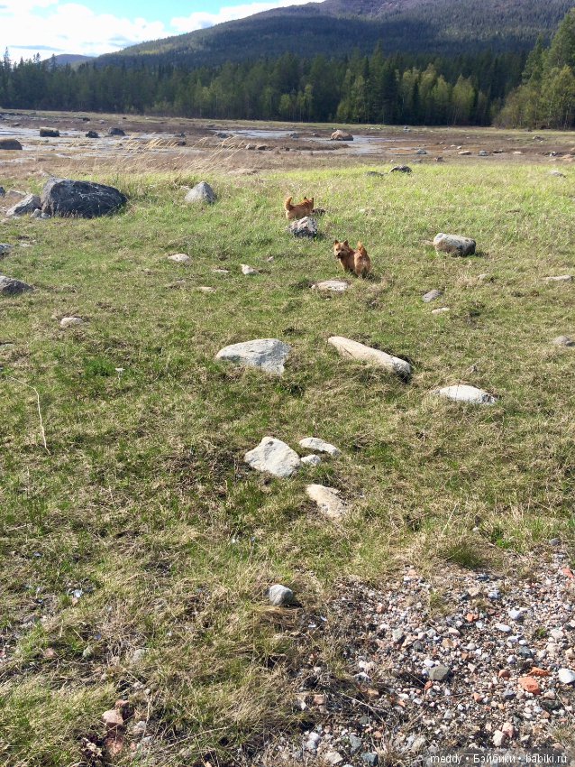 Первый день лета в Заполярье (фото 4)