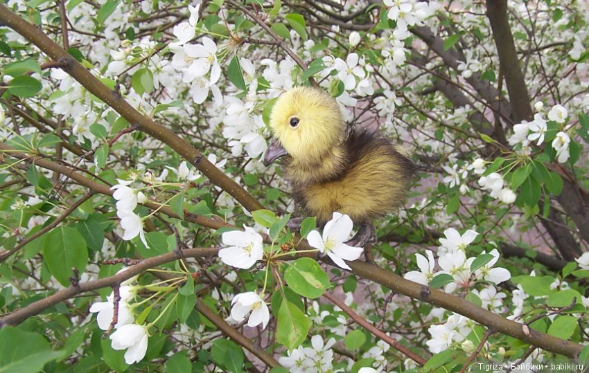 Благодарю — Авторские мишки Тедди и друзья: фото (фото 2)