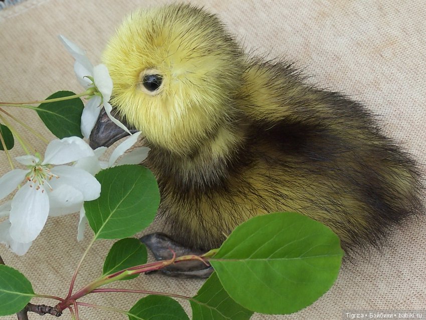 Благодарю — Авторские мишки Тедди и друзья: фото (фото 3)