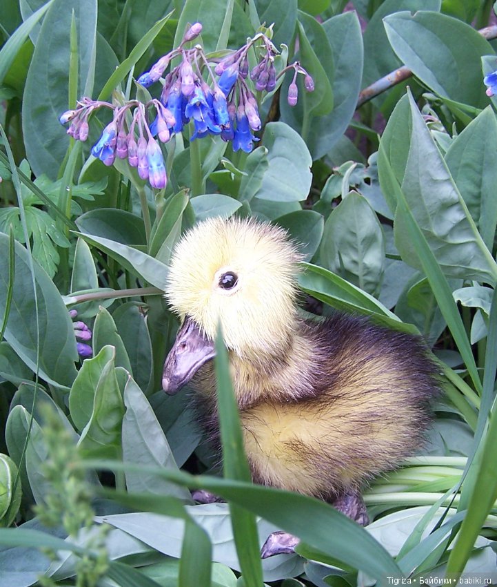 Благодарю — Авторские мишки Тедди и друзья: фото (фото 4)