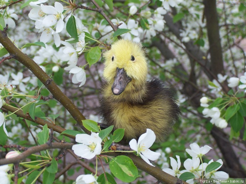Благодарю — Авторские мишки Тедди и друзья: фото
