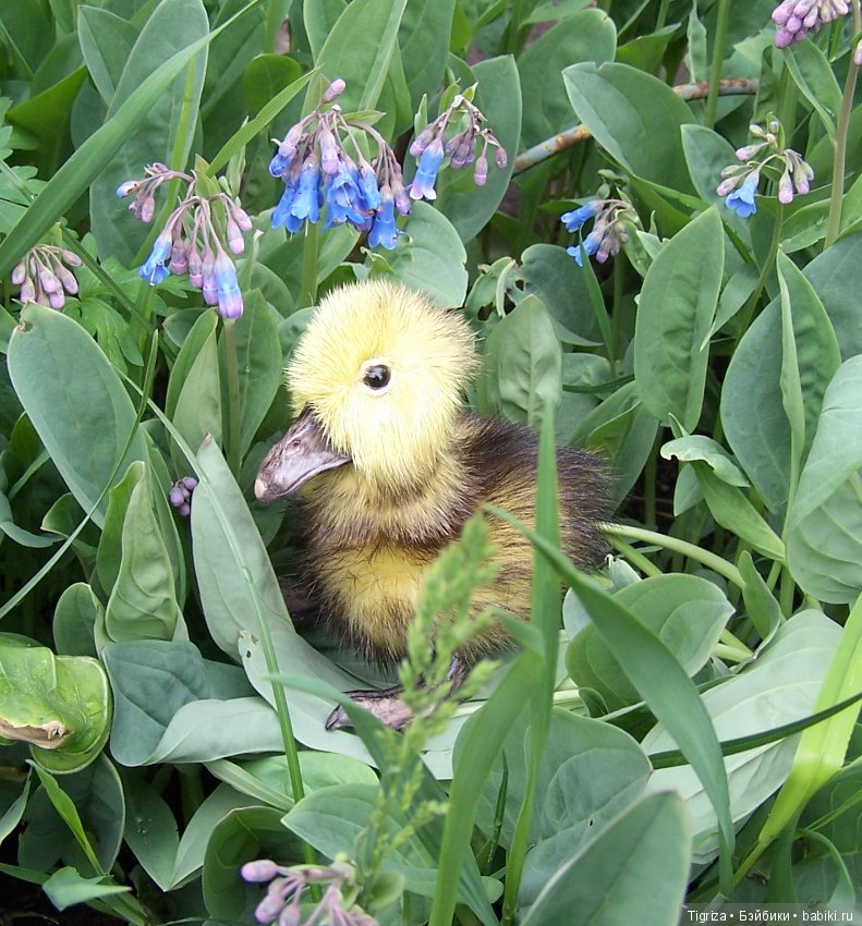 Благодарю — Авторские мишки Тедди и друзья: фото (фото 5)