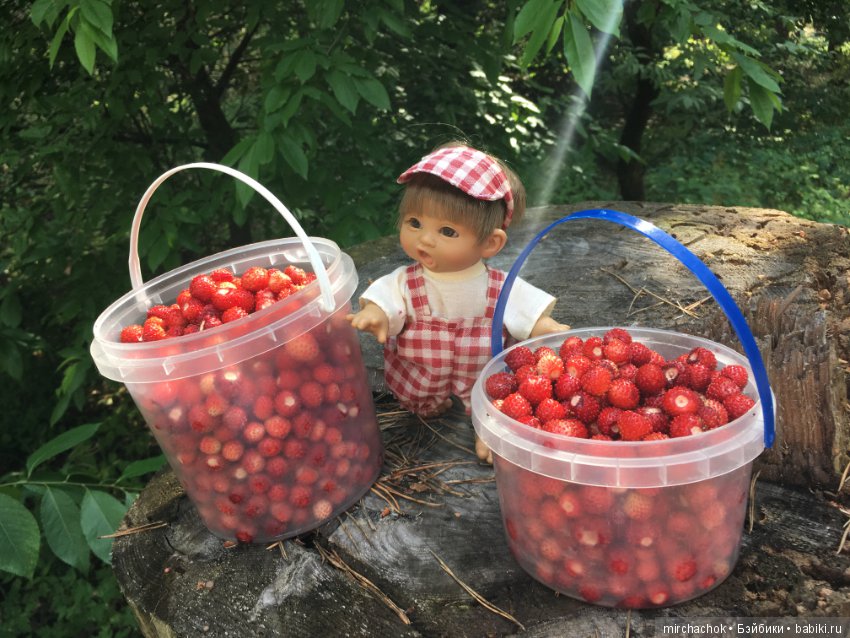 "грибалка" в земляничном раю! Гоша открыл летний сезон тихой охоты:)