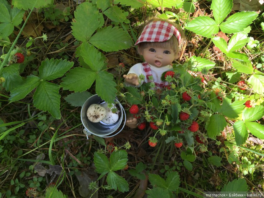 "грибалка" в земляничном раю! Гоша открыл летний сезон тихой охоты:)