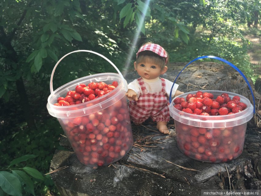 "грибалка" в земляничном раю! Гоша открыл летний сезон тихой охоты:)
