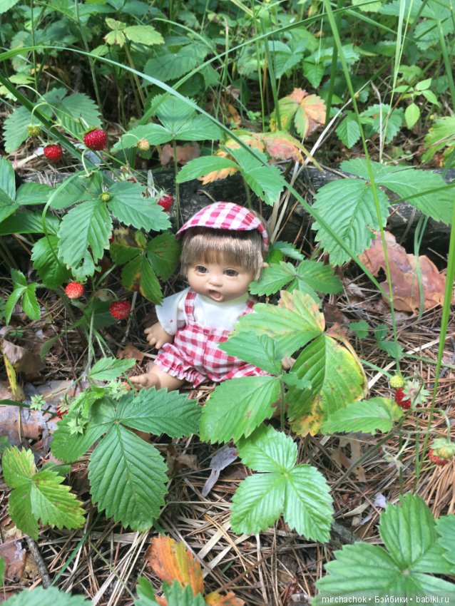 "грибалка" в земляничном раю! Гоша открыл летний сезон тихой охоты:)