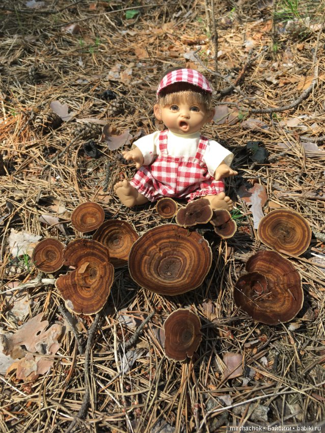 "грибалка" в земляничном раю! Гоша открыл летний сезон тихой охоты:)