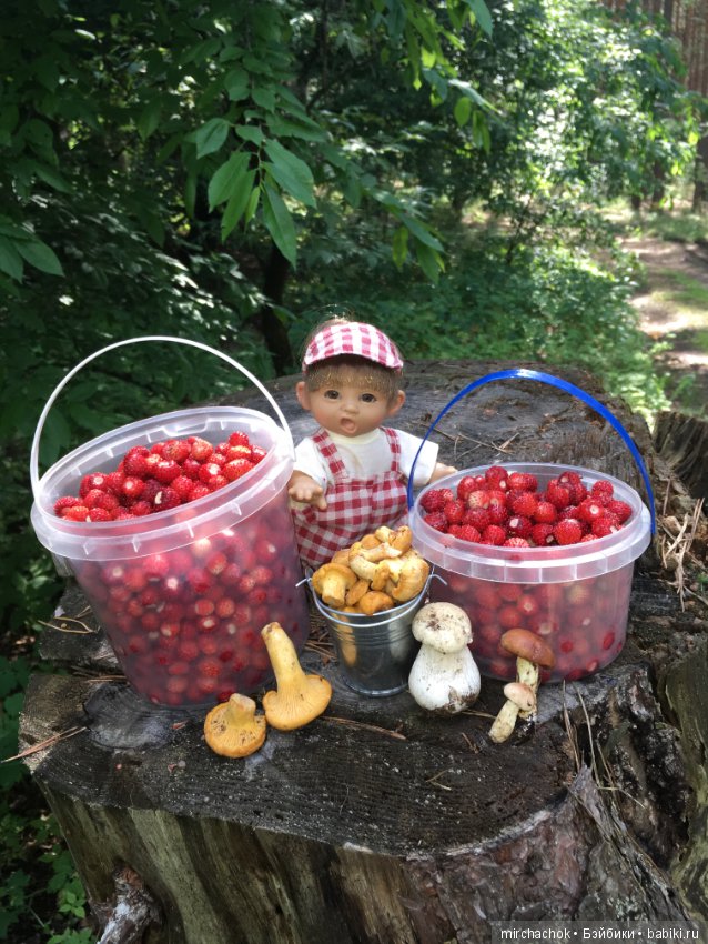 "грибалка" в земляничном раю! Гоша открыл летний сезон тихой охоты:)