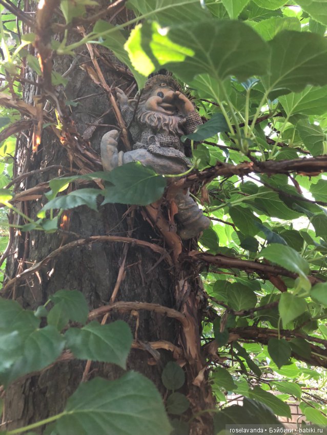 Садовые жители — Болталка и разговоры обо всем: жизнь