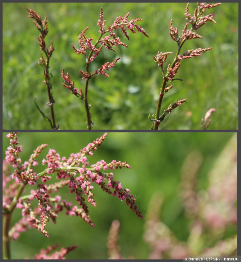 Фотозарисовки о жизни растений в городе (фото 4)