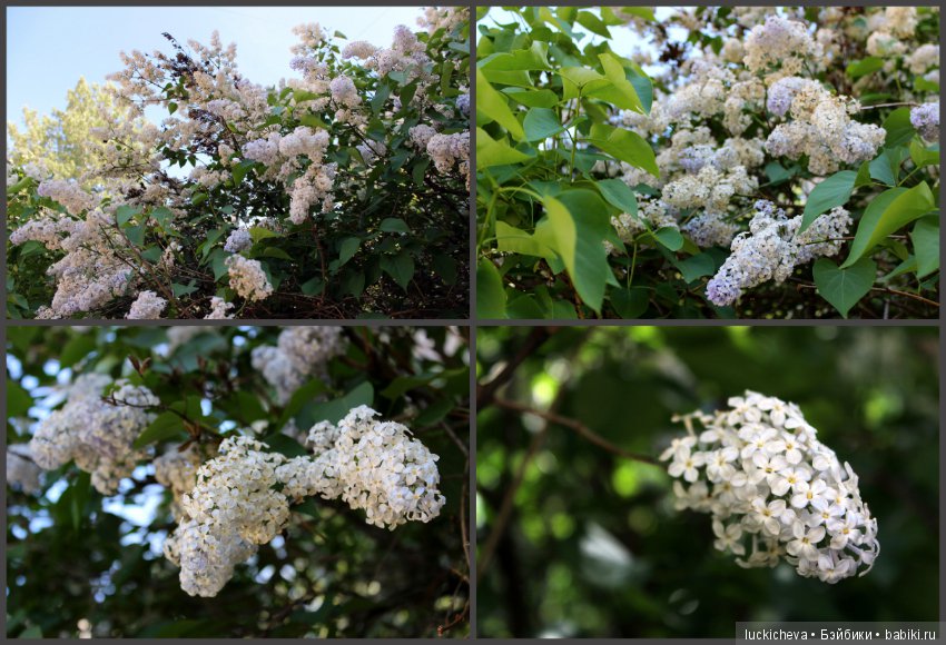Фотозарисовки о жизни растений в городе (фото 2)