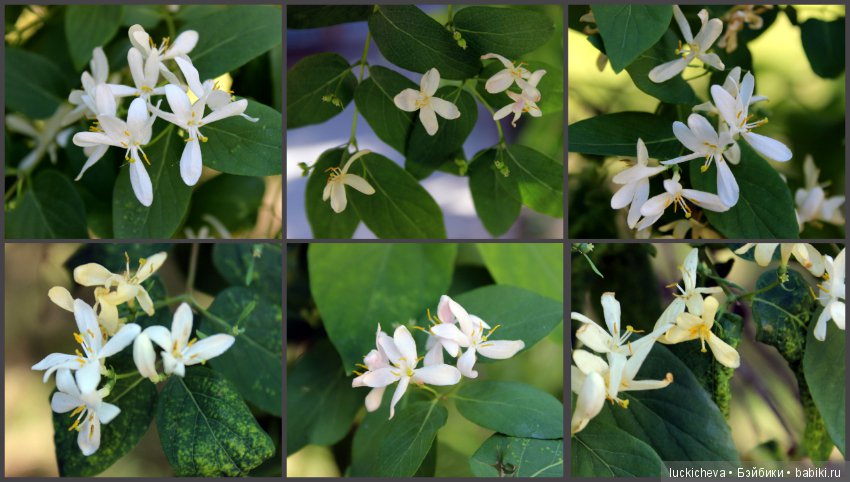 Фотозарисовки о жизни растений в городе (фото 9)