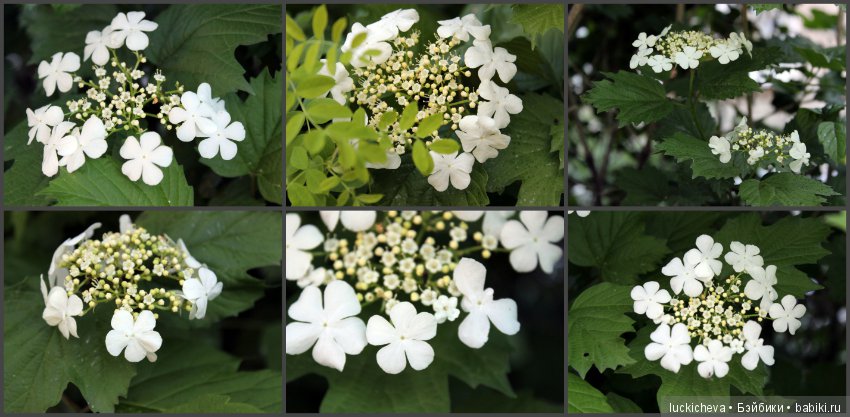 Фотозарисовки о жизни растений в городе (фото 6)