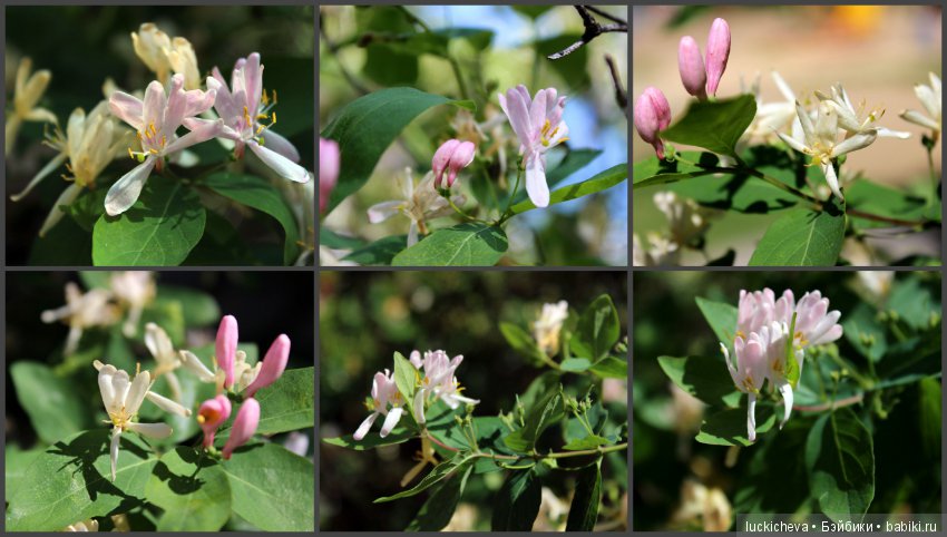 Фотозарисовки о жизни растений в городе (фото 8)