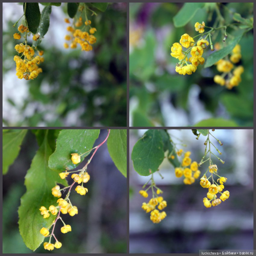 Фотозарисовки о жизни растений в городе (фото 5)