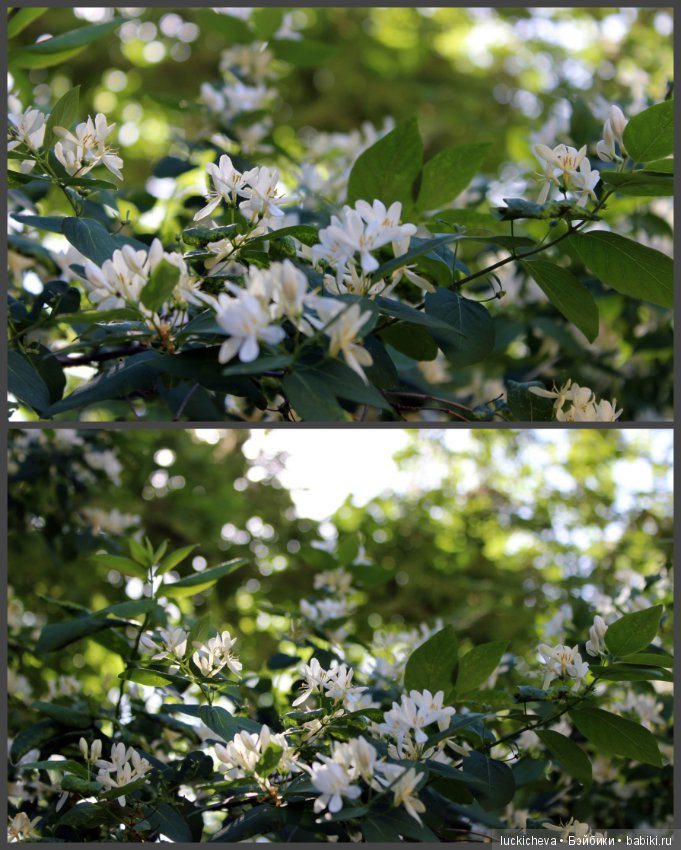 Фотозарисовки о жизни растений в городе (фото 10)