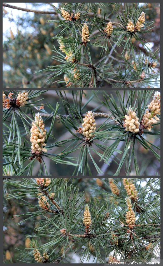Фотозарисовки о жизни растений в городе