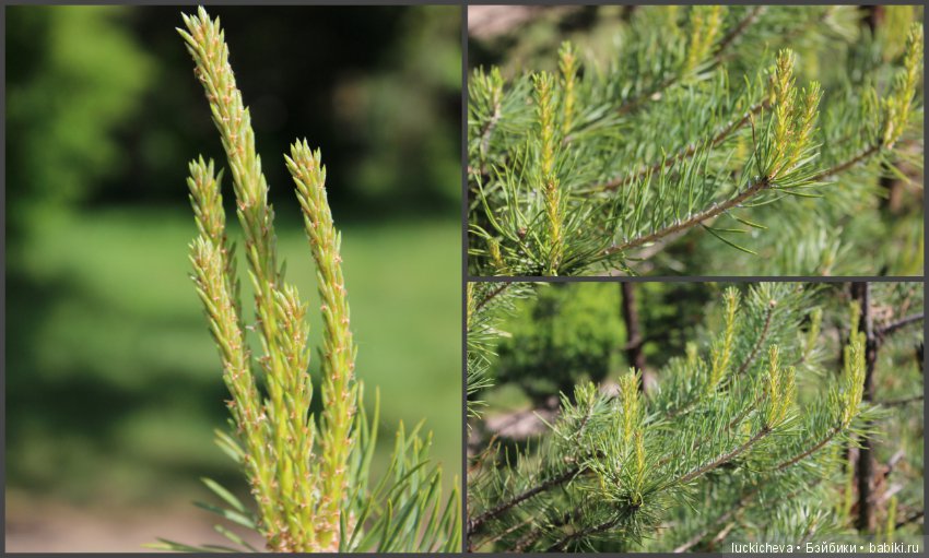 Фотозарисовки о жизни растений в городе