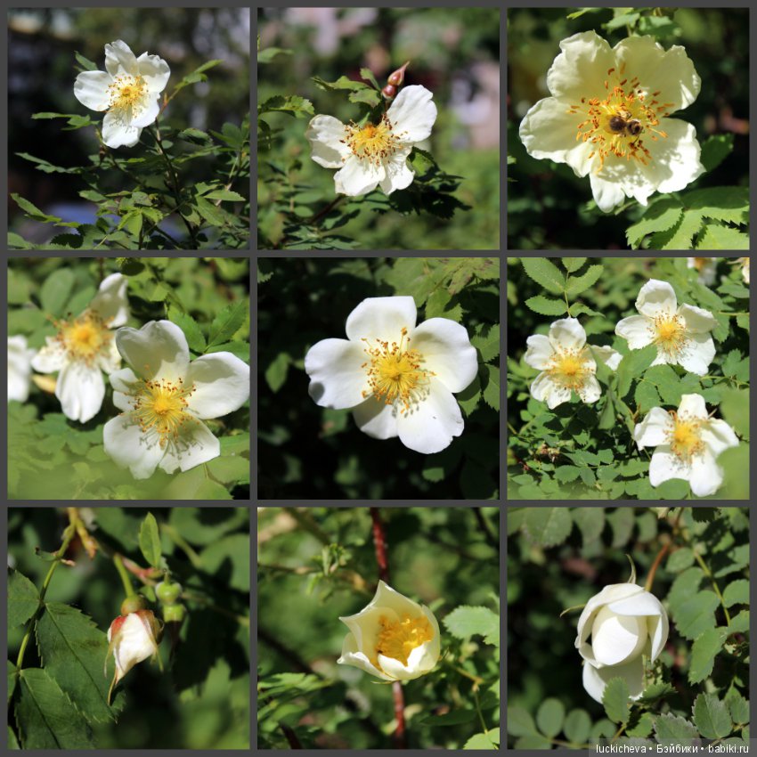 Фотозарисовки о жизни растений в городе