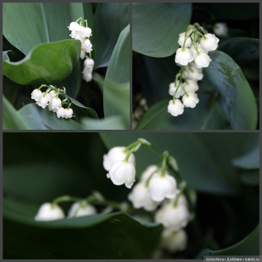 Фотозарисовки о жизни растений в городе (фото 3)